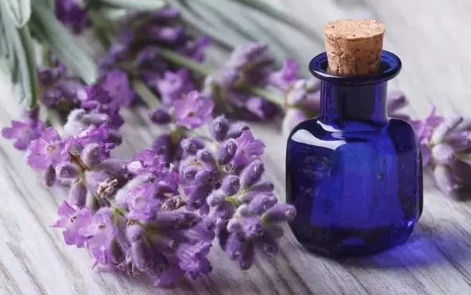 Letakkan 5 Tanaman Ini Disekitar Jangkauan Anda, Efektif Meredakan Stres