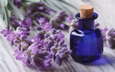 Letakkan 5 Tanaman Ini Disekitar Jangkauan Anda, Efektif Meredakan Stres