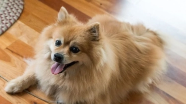 8 Arti Mimpi Memelihara Anjing: Tanda Keberuntungan atau Firasat Ingin Punya Anak?