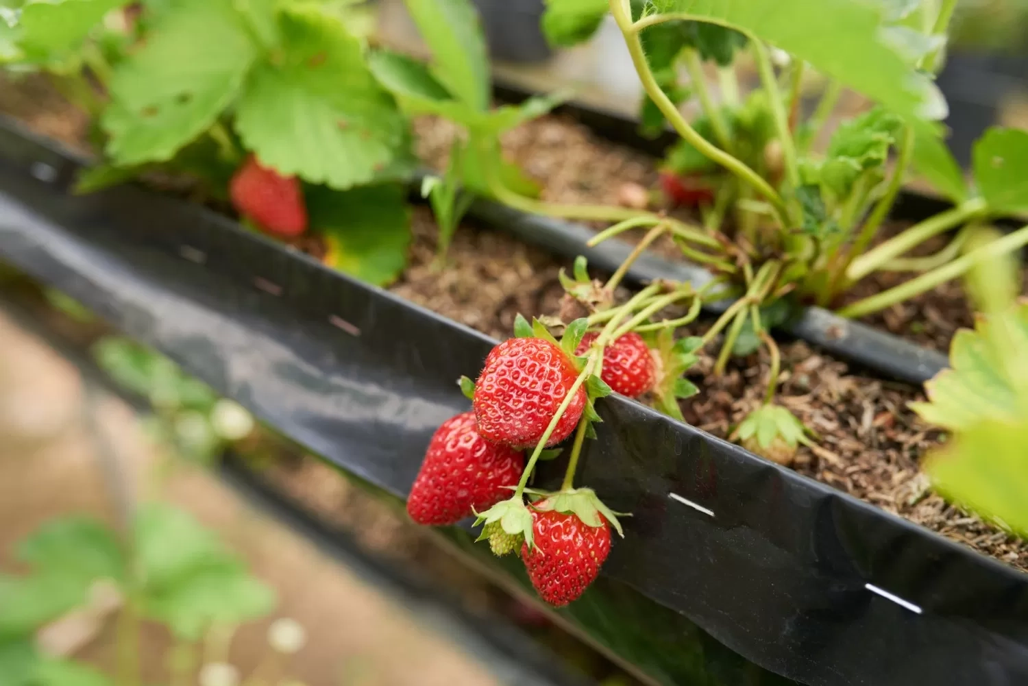 Bolehkah Pengidap Diabetes Mengonsumsi Strawberry? Begini Fakta Lengkapnya