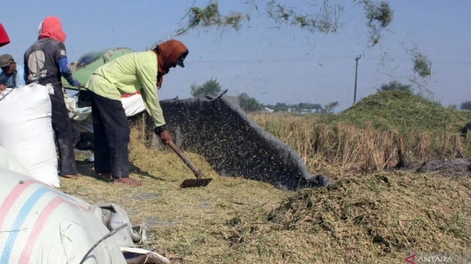 BPS Ungkap Hasil Panen Padi Pakai Metode KSA: Tembus 2,80 juta Ton