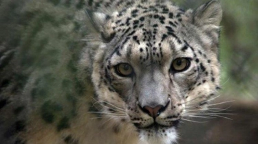 Kepala Macan Tutul di India Terperangkap dalam Wadah Logam Selama 5 Jam, Ini Penampakannya