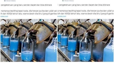 Mengenal Apa Itu Kepiting Tapal Kuda Berdarah Biru, Viral Dihargai Rp200 Juta per Liter