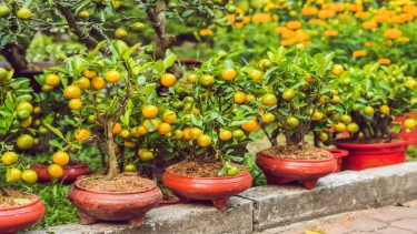 10 Rekomendasi Buah yang Mudah Ditanam di Rumah dan Cocok untuk Bisnis Sampingan