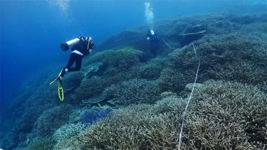 Fenomena Pemutihan Karang Jadi Kajian KKP Waspadai Naiknya Suhu Air Laut