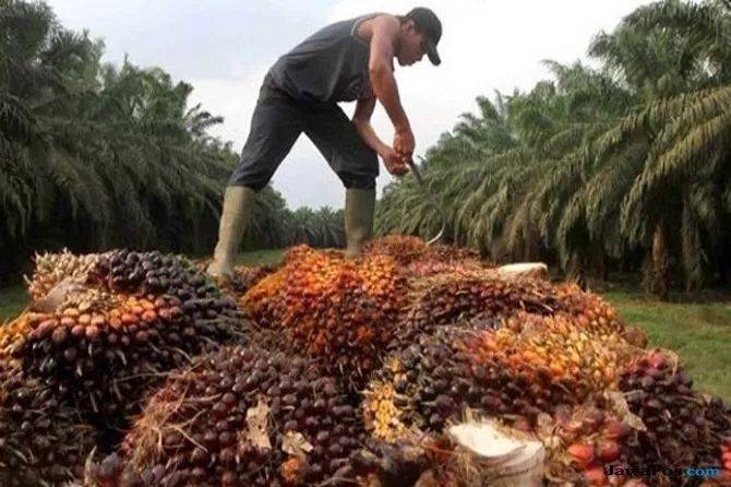 Kolaborasi BUMN Pekebunan dan Aspektir Jalani Program PSR Tingkatkan Produksi Sawit
