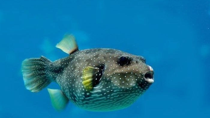 Mengenal Ikan Buntal dan Racunnya, Ibu dan Anak di Maluku Meninggal usai Makan Telur Ikan Buntal