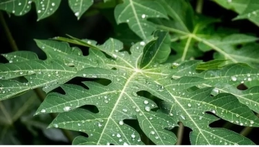 Kaya Vitamin A, B1, C dan E, Simak 5 Manfaat Daun Pepaya untuk Kesehatan