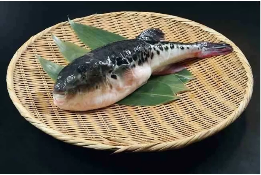 Racunnya Lebih Mematikan dari Sianida, Inilah Fakta Ikan Buntal yang Tewaskan Tiga Orang di Maluku