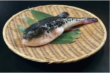 Racunnya Lebih Mematikan dari Sianida, Inilah Fakta Ikan Buntal yang Tewaskan Tiga Orang di Maluku