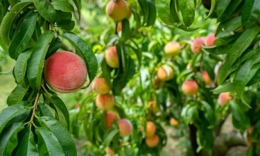Jadi Buah Paling Populer dan Istimewa Bagi Umat Islam, Intip Khasiat Buah Tin yang Disebutkan dalam Al- Qur'an