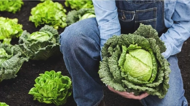 Tinggi Nutrisi dan Kaya Akan Vitamin C, Berikut Penjelasan Para Ahli Tentang Manfaat Kesehatan Sayur Kubis