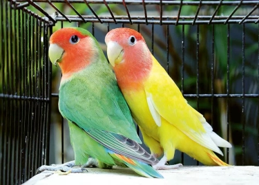 Upaya Kukuh Dafi Abianto Jaga Galur Murni Original Lovebird dengan Cegah Kawin Campur