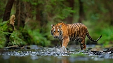 Ngeri! Dua Warga Lampung Tewas Diterkam Harimau, Korban Ketiga Selamat