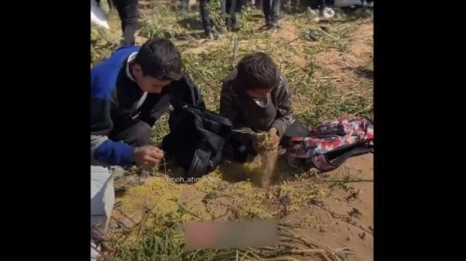 Video Anak-anak Gaza Palestina Mengais-ngais Bantuan Makanan yang Jatuh di Tanah