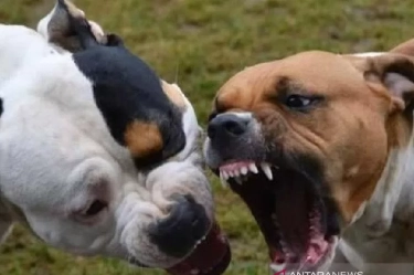 Seorang Perempuan Diserang Anjing Pitbull, Tangannya Luka Parah Hingga Darahnya Menggenang, Harus Dirawat Hingga 18 Jahitan