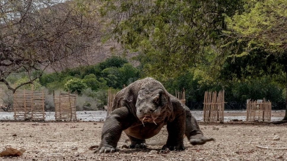 Diserbu Pelancong, Paket Wisata Sepuasnya ke Labuan Bajo Raih Rekor MURI
