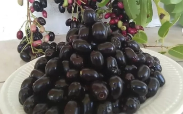 11 Manfaat Buah Jamblang, Mulai dari Menurunkan Risiko Anemia Hingga Mengontrol Gula Darah