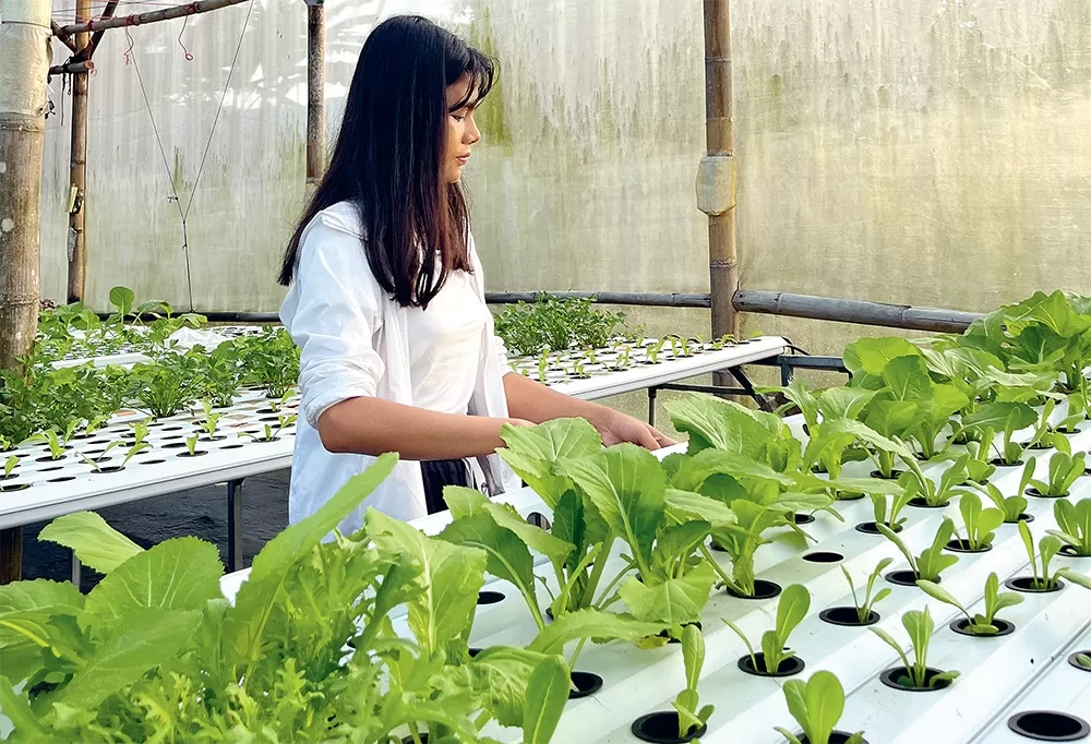 Budi Daya Bayam Batik di Kebun Hidroponik Forever Green: Cara Menanam Sama, tetapi Warna Daun Lebih Cantik