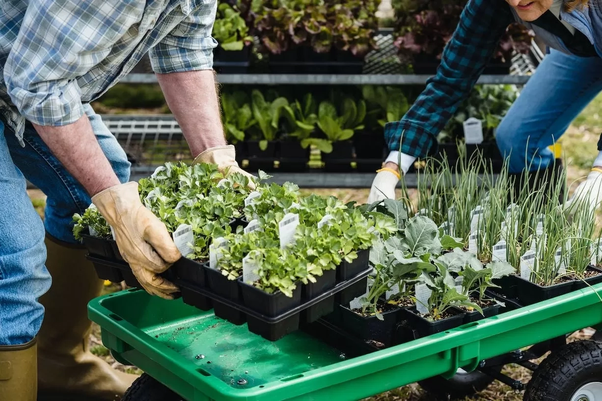 Menjaga Kesehatan dan Suasana Hati Melalui Berkebun Meski Lahan Sempit, Simak 4 Tipsnya!