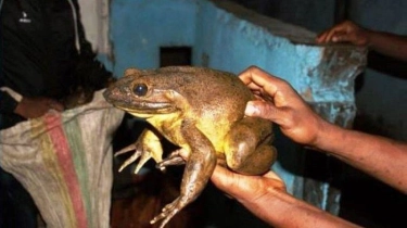 Beratnya Bisa Mencapai 3,2 Kilogram, Katak Goliath Kini Terancam Punah akibat Perburuan
