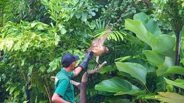 Tangsel Kini Punya Taman Aviary, Konservasi 200 Burung Langka dengan Kebun Binatang Mini