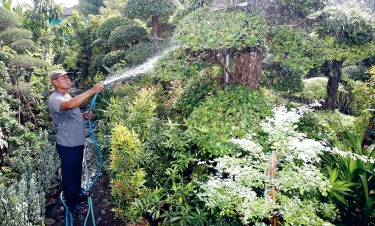Membuat Taman Minimalis: Outdoor Pilih Cemara Udang, Palem dan Kaktus untuk Indoor