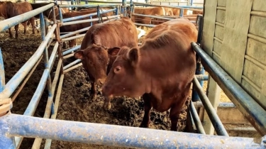 5 Fakta Sapi Merah Al Aqsa, Gerhana Bulan dan Altar yang Disiapkan Israel