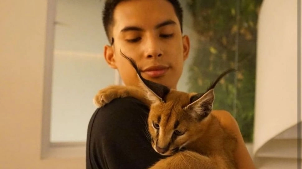4 Fakta Unik Kucing Caracal yang Ditelantarkan Okin, Aslinya Tak Boleh Dipelihara Loh!
