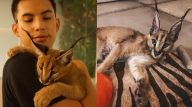 Klarifikasi Okin Soal Kondisi Kucing Hutan Peliharaannya Dinilai Janggal, Netizen Makin Geram