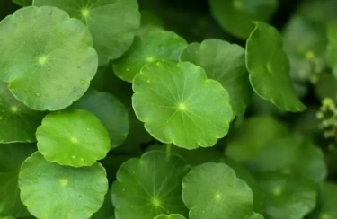 Ketahui Manfaat Centella Asiatica Bagi Kulit, Salah Satunya Anti-Stretch Mark dan Anti-Selulit