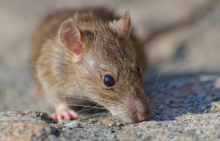 Simak, 5 Cara Mengusir Tikus di Rumah dengan Bahan Alami, Wajib Dicoba!