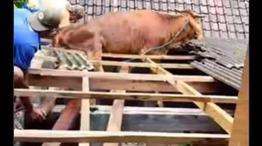 Viral Seekor Sapi Nyangkut di Genting Rumah Warga Pacitan: Gak Mau Kalah Viral