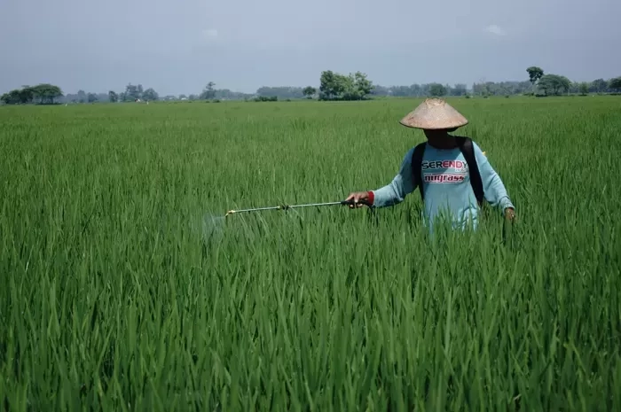 Maksimalkan Modernisasi Pertanian, Kementan Fokus Swasembada Pangan