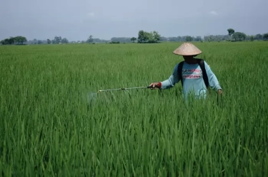 Maksimalkan Modernisasi Pertanian, Kementan Fokus Swasembada Pangan
