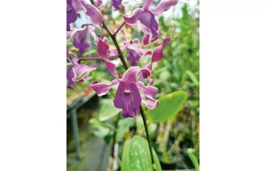Anggrek Hybrid Istimewa untuk Istri Wali Kota Surabaya, Hasil Persilangan Dendrobium Artic dan Khanza