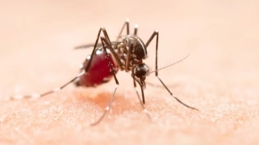 Kemenkes Tegaskan Wolbachia Tidak Picu Keganasan Nyamuk Aedes Aegypti Penyebab DBD