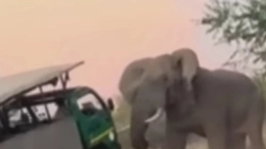 Gajah Mengamuk, Tewaskan Turis Amerika Serikat di Taman Nasional Zambia