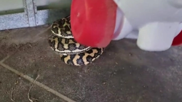 Tak Disangka, Ular Piton Ditemukan Tidur Lelap di Bawah Mainan Anak-anak di Australia