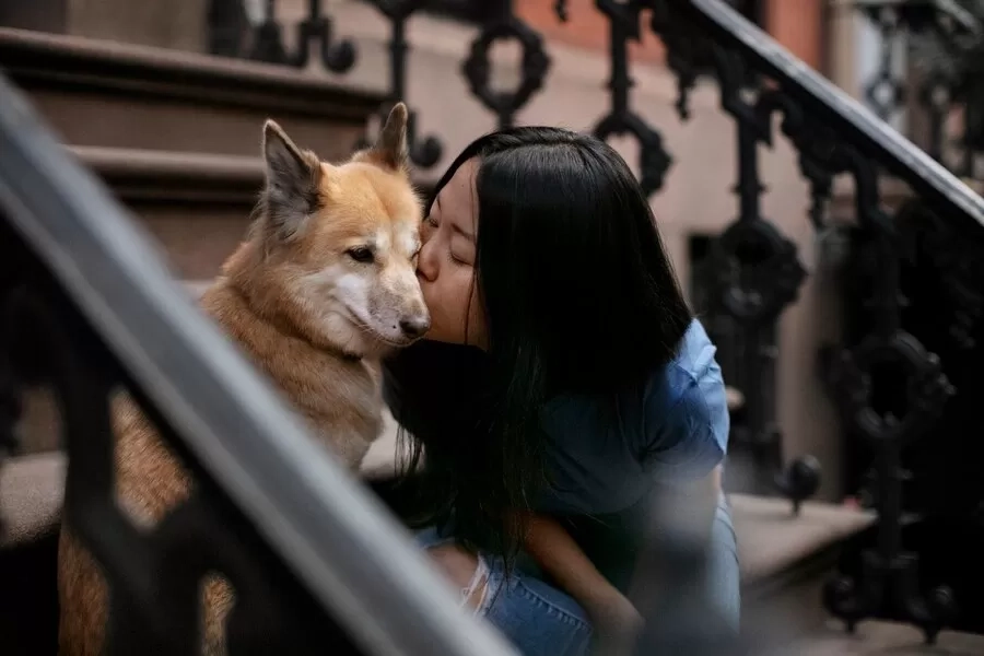 Berencana Mudik Bersama Anabul? Berikut 10 Tips Mudik yang Pawrent Harus Tahu