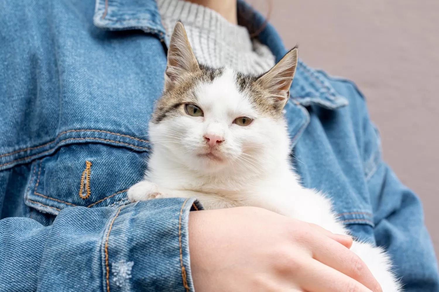 Siap Siap Mudik Lebaran, Ini 5 Tips Meninggalkan Kucing Kesayangan Anda dengan Aman di Rumah