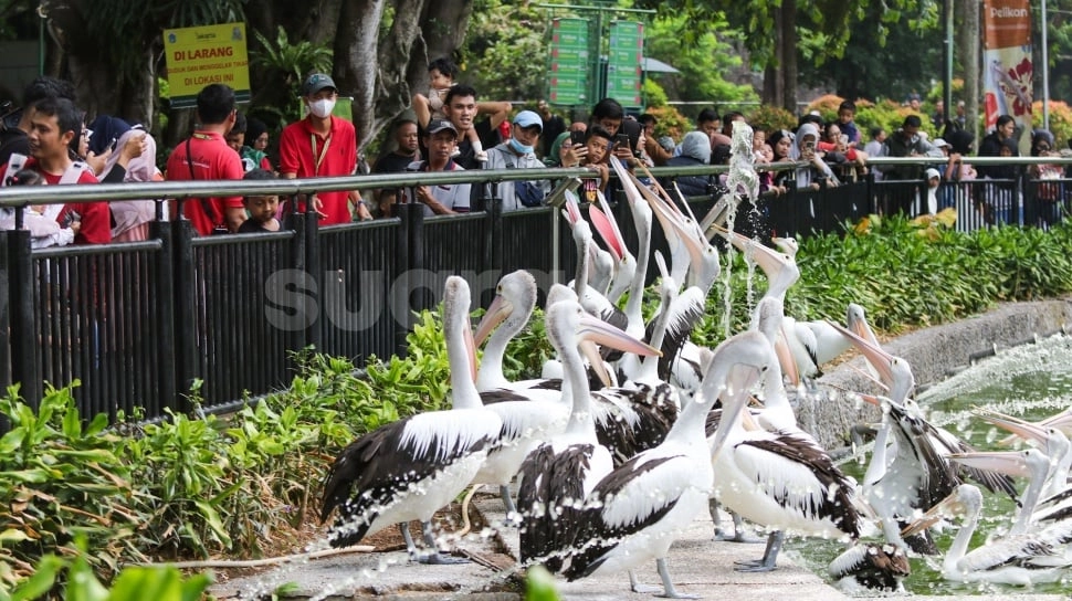 H+3 Lebaran, Pengunjung Padati Kebun Binatang Ragunan Sejak Pagi