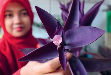Mudahnya Perawatan Tanaman Adam Hawa, si Ungu yang Memikat Makin Eksotis jika Digantung