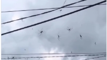 Ngeri! Ribuan Laba-laba Hitam Besar Bersarang di Kabel Listrik di Bali