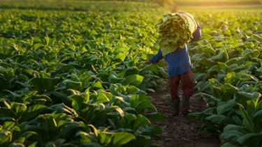 Budayawan Kritik Pasal Tembakau di RPP Kesehatan, Ini Alasannya