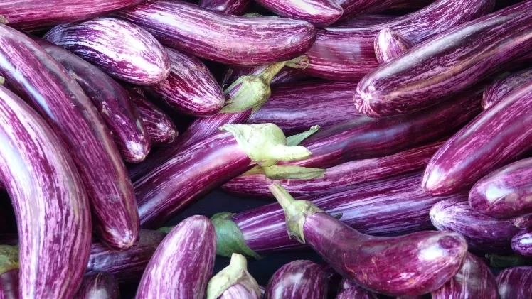 5 Manfaat Terong Ungu Jika Rutin Dikonsumsi, Ternyata Mampu Mencegah Kanker