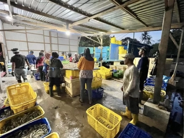 Kejar Target Ekspor Udang USD 3 Miliar Pada 2023, Waspadai Isu Pencemaran Lingkungan