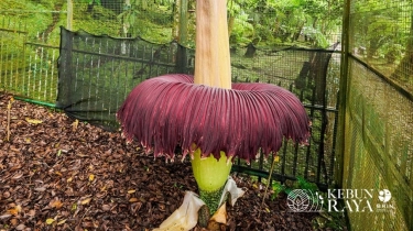 Potret Bunga Bangkai Setinggi 3 Meter yang Mekar Sempurna Hari Ini, Catat Lokasinya!