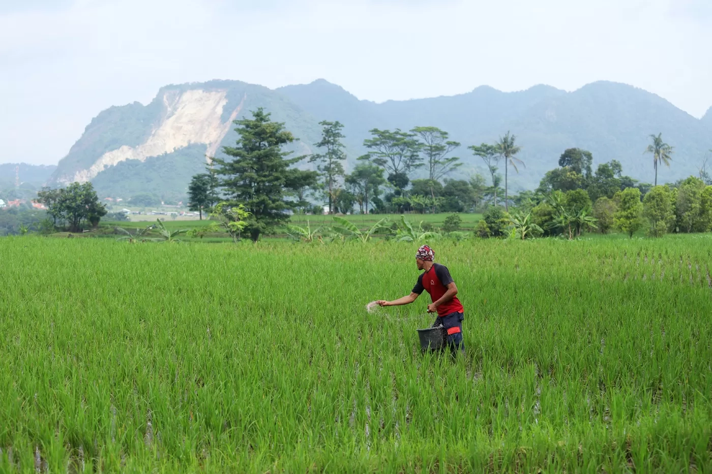 Diklaim Hemat Pupuk, Kementan Borong Padi Varietas IPB 9G