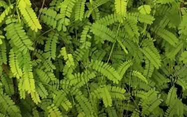 Resep dan Khasiat Minuman Daun Saga, Tanaman Herbal Andalan Menjaga Imunitas Kesehatan Tubuh